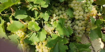 Vendo uvas para vino de las variedades feteasca regala