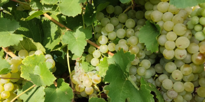 Vendo uvas para vino de las variedades feteasca regala