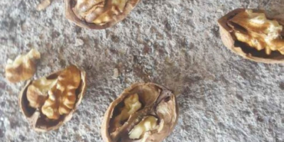 hola vendo nueces de primera calidad peladas y abaino