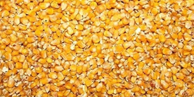 Vendo maíz en grano para la cosecha 2022. La