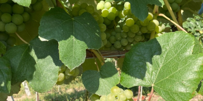 Venderé uvas de muy buena calidad en grandes cantidades.