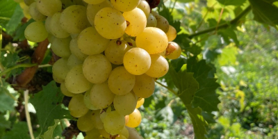 Venderé uvas de muy buena calidad en grandes cantidades.