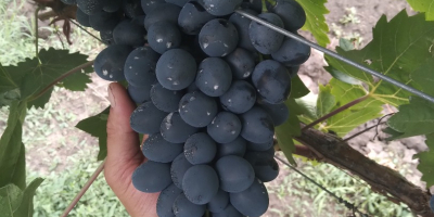 uvas de calidad de la variedad moldava