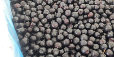 E-cleaning arándanos silvestres (forest blueberry) HACCP También hay arándanos