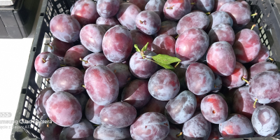 Bienvenido, vendemos ciruelas de la variedad Amers Wizjon, presidente,