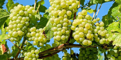 Vendo uva de mesa y vino producida en 2022,