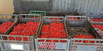 Vendo frambuesas orgánicas, sin tratamiento, sin fertilizante, cultivadas en