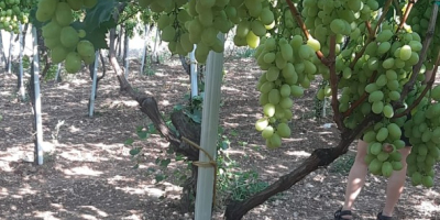 Vendo uvas &quot;Victoria&quot; a la planta Racimos grandes, piramidales,