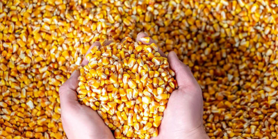 Maíz en grano, cosecha 2021, humedad 13% - 14%