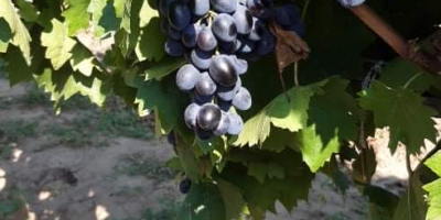 Uvas de mesa, variedad Moldavia, grandes cantidades.