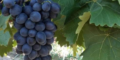 Uvas de mesa, variedad Moldavia, grandes cantidades.