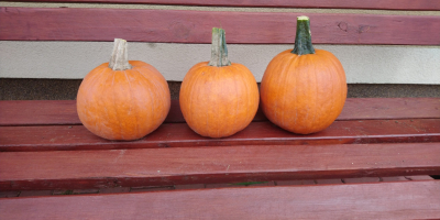 Venta de calabazas variedad Gomez. Muy bien coloreado. Calibre