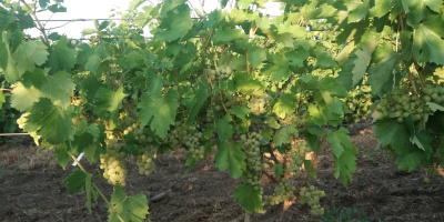 Venta de uva Feteasca regala, Galbena de Odobesti y