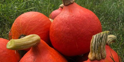 Venderé calabazas de Hokkaido de mi propia plantación. ¡No