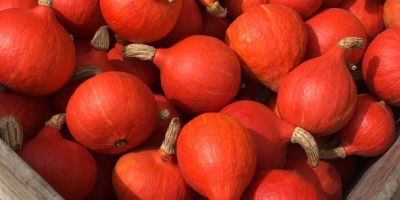 Venderé calabazas de Hokkaido de mi propia plantación. ¡No