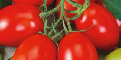 Venta de tomates molidos verdes y rojos. Redondo y