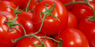 Venta de tomates molidos verdes y rojos. Redondo y