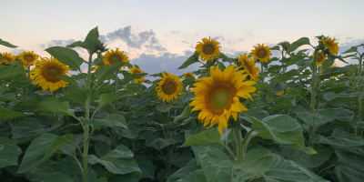 Venderé semillas de girasol para aceite (alrededor de 20