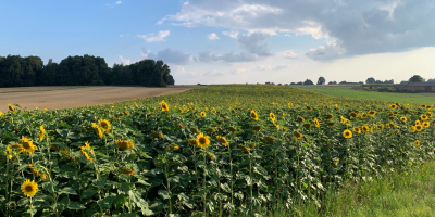 Venderé semillas de girasol para aceite (alrededor de 20