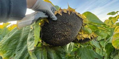 Venderé semillas de girasol para aceite (alrededor de 20