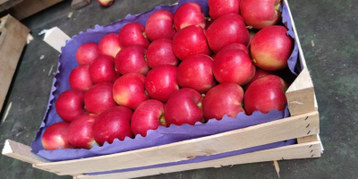 Buenos días. Vendo manzana Gala, para exportación. Envasado en