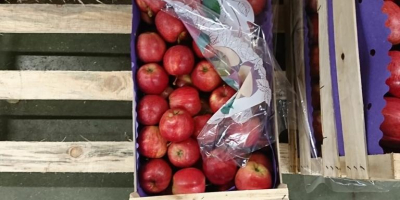 Buenos días. Vendo manzana Gala, para exportación. Envasado en