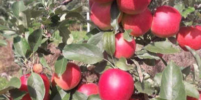 Venderé manzanas, mosto de gala. También tengo muchas otras