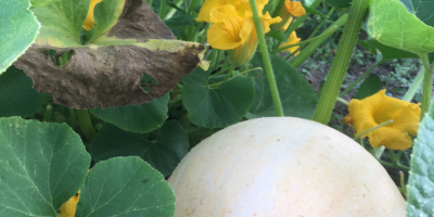 Vendo calabazas gigantes, sin ningún abono, es perfecta para