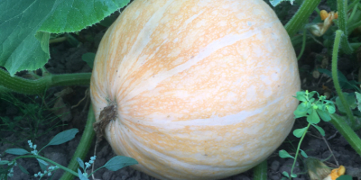 Vendo calabazas gigantes, sin ningún abono, es perfecta para