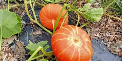 Ofrezco hokaido y ruta de las calabazas vagabundas. El