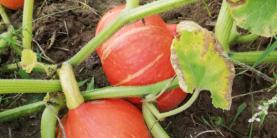 Venderé calabazas de Hokkaido, una gran cantidad de calabazas