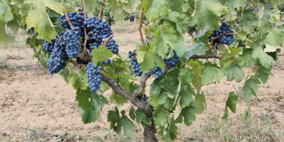A la venta uvas de vino de uvas negras