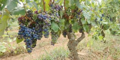 A la venta uvas de vino de uvas negras