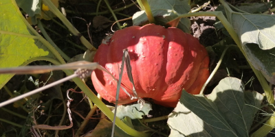 Tengo a la venta variedad francesa, ideal para gastronomia