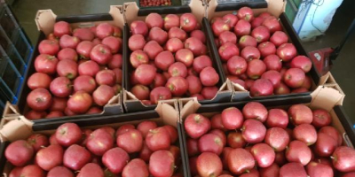 Ofrecemos diferentes variedades de manzanas. Podemos ofrecer, por ejemplo,