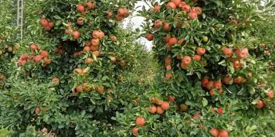 Buenos Días a la venta una manzana SZAMPION. La