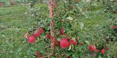 Buenos días a la venta una manzana SZAMPION, Ruanda