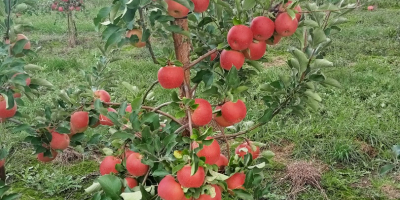 Buenos días a la venta una manzana SZAMPION, Ruanda