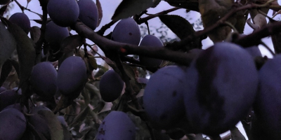 Sencillo húngaro, dulce, bien coloreado, directo del árbol.