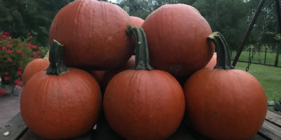 Vendo calabazas variedad Gomez precio 1.50 kg No dude