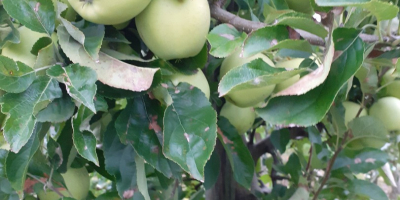 Venderé manzanas doradas Manzanas limpias sin gusano