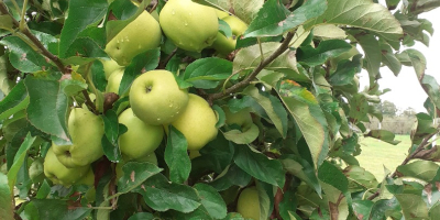 Venderé manzanas doradas Manzanas limpias sin gusano