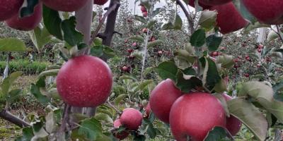 Vendo manzanas rojas jonaprince manzanas limpias sin granizo de