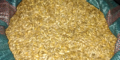 Vendo espelta desgranada, limpia, variedad shwabenkorn, grano limpio ecológico.