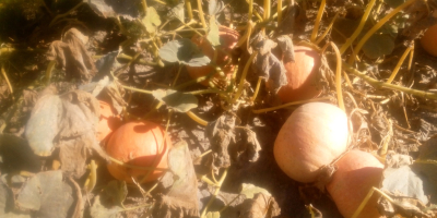 Venderé calabazas Bambino y Melon Yellow con un peso