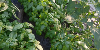 Se vende albahaca genovesa, cultivada en zona protegida. También
