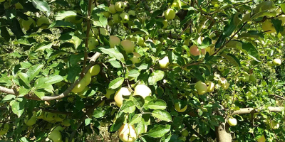 ¡Hola! Somos productores de manzanas de Macedonia, la tierra