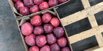 Manzana toda variedad: red delicious, grenny smith, mutsu, idared,