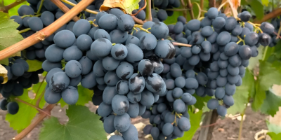 Se venden uvas de mesa de producción propia, variedad
