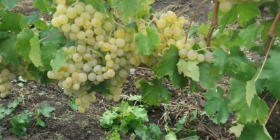 Vendo uva de mesa de calidad, variedad Blanca de